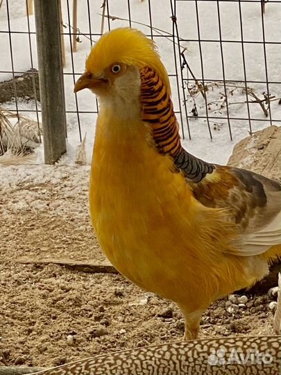 Молодняк фазанов,кекликов, древесные утки, павлины