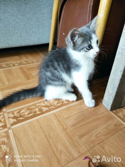 Котенок в добрые руки