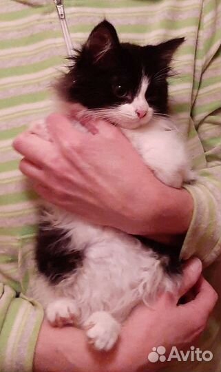 Пушистый малыш, спасенный из развалин