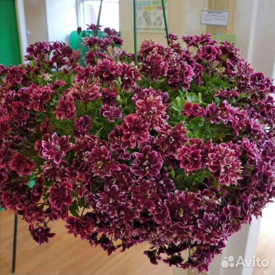 Королевская пеларгония