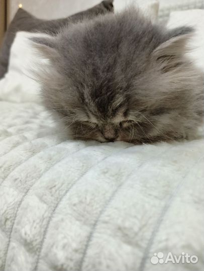 Котята девочки шотландские