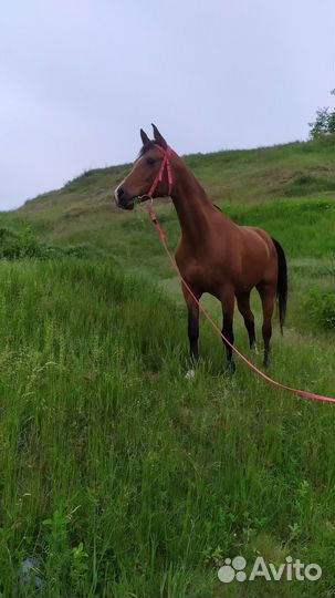 Арабская кобыла