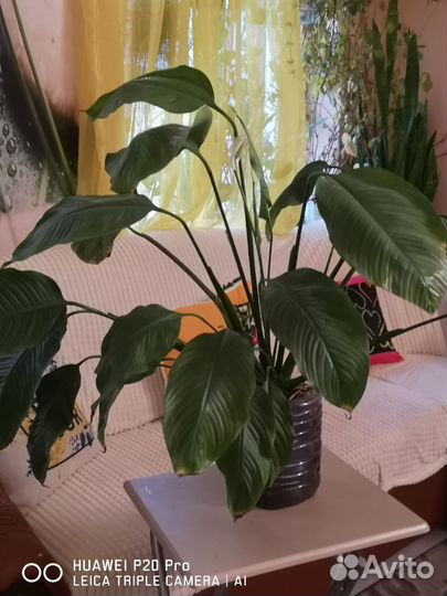 Крупные цветы