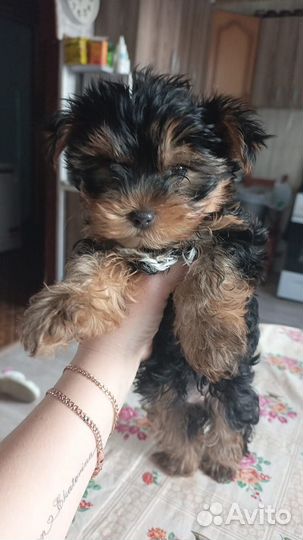 Йоркширский терьер мини и стандарт