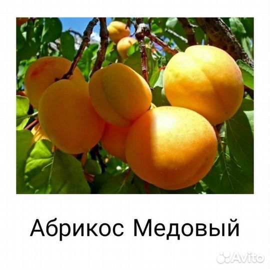 Саженцы абрикос