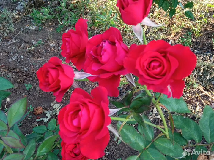 Саженцы роз