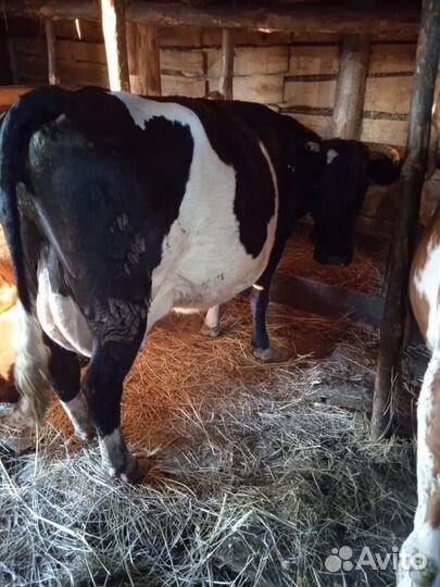 Продам коров
