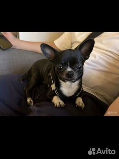 Чихуахуа мини