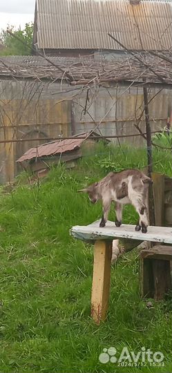 Альпийские козлята помесь