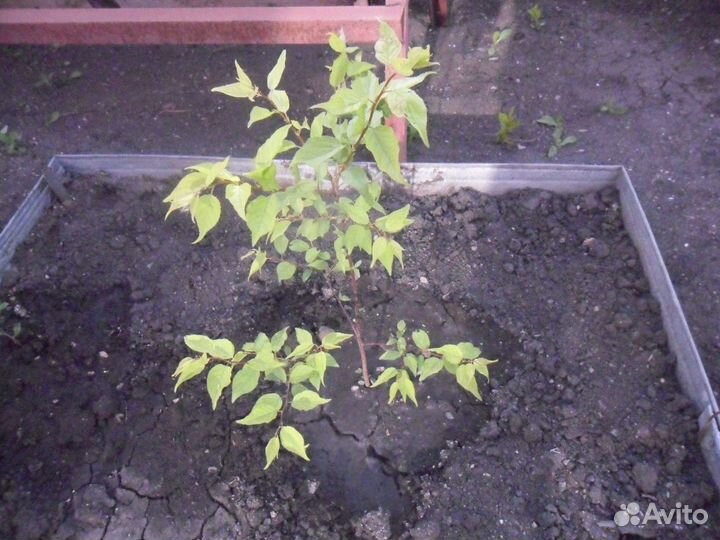 Саженцы абрикоса и вишни ашинской