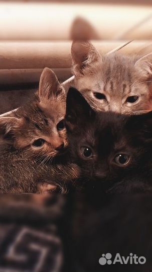 Котята в добрые руки девочки