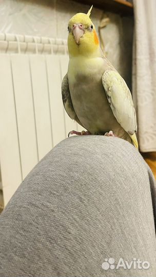 Попугай корелла с клеткой