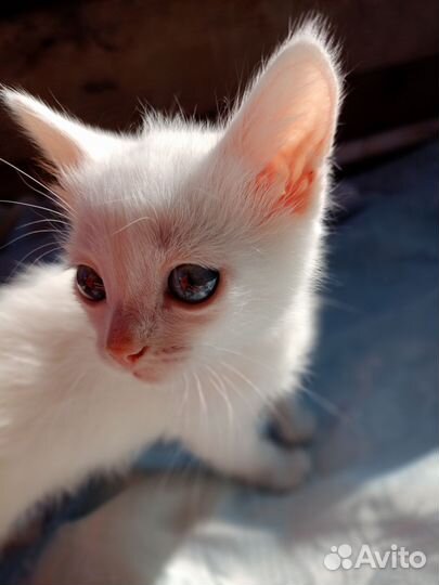 Отдам в добрые руки