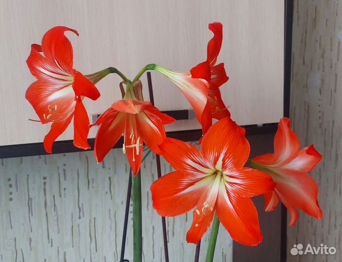 Гиппеаструм (амариллис)
