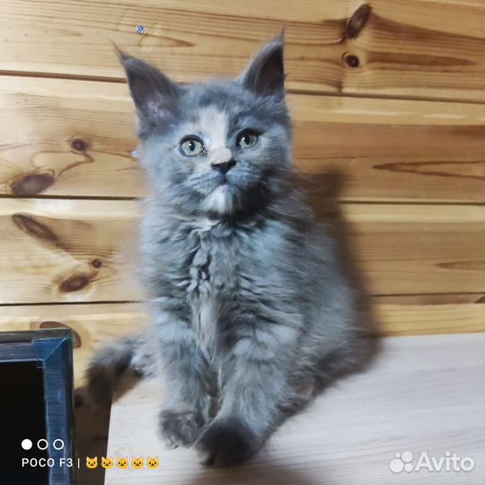 Котята мейн-кун