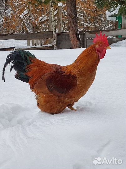 Цыплята амераукана.Кучинская юбилейная