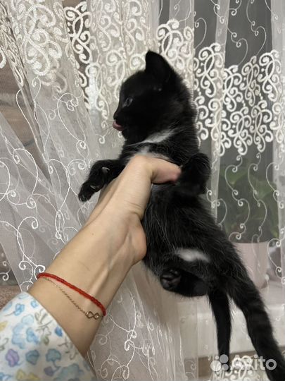 Котята ищут дом