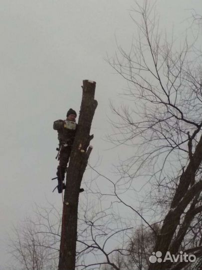 Спил деревьев