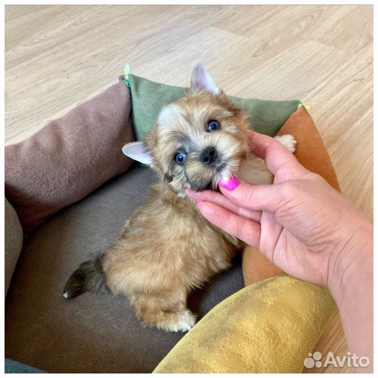 Золотой йорк с синими глазами мальчик