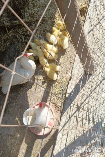 Индоутки недельные