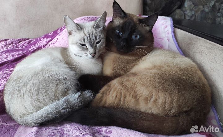 Тайские котята