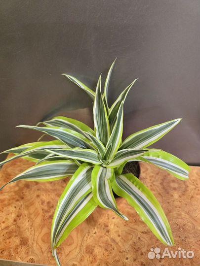 Драцена куст