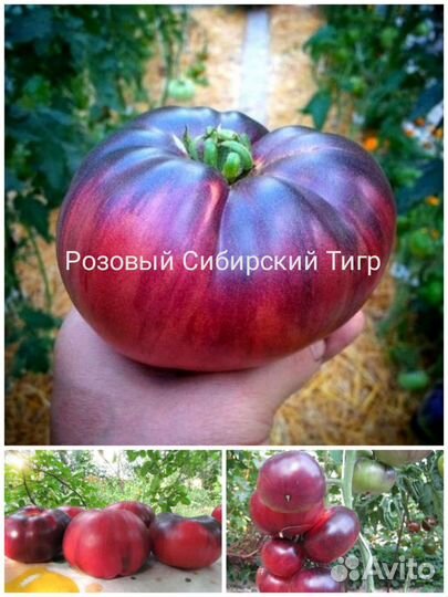Семена помидор