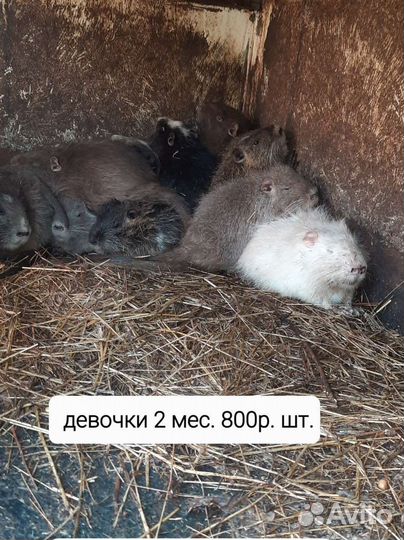Нутрии. Мясо нутрий