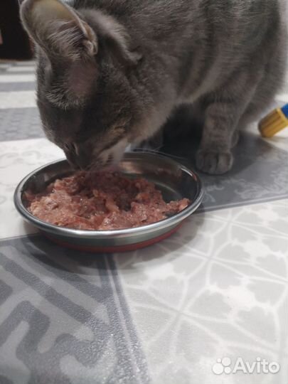 Мясо фарш корм для собак и кошек