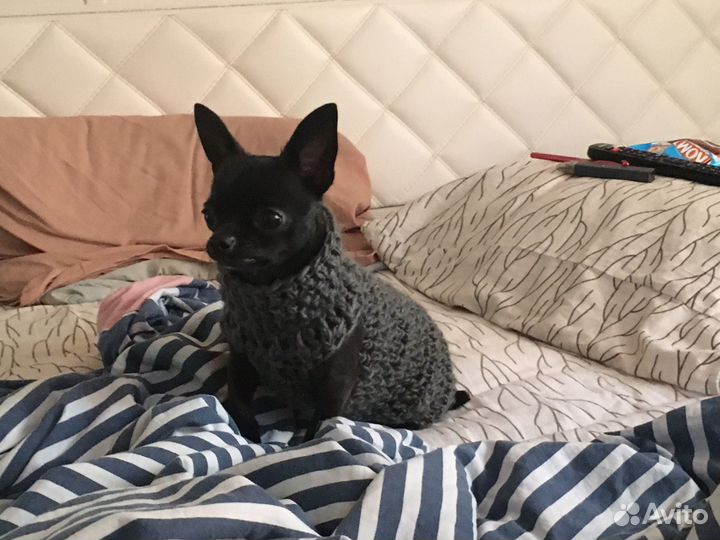 Свитер для маленькой собаки