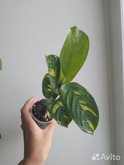 Комнатные растения цветы