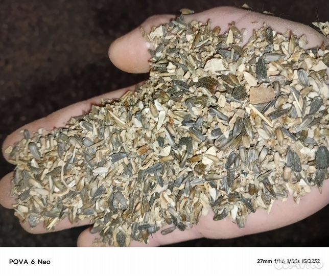 Семечки подсолнечника