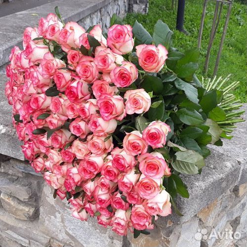 Высокие розы метровые Подольск