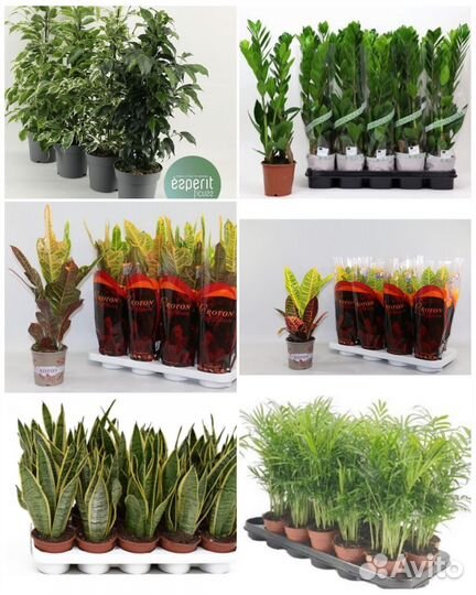 Комнатные растения