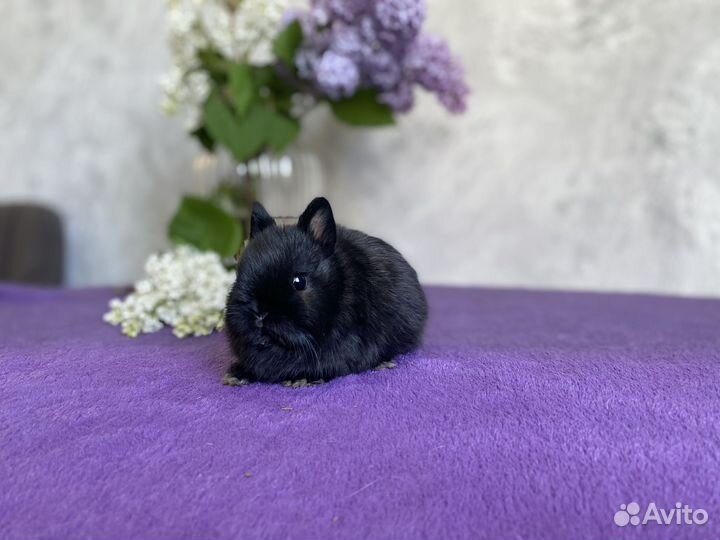 Мини декоративный кролик