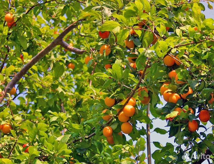 Жердель саженцы