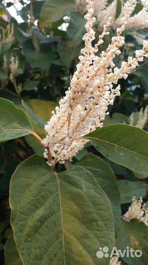 Горец сахалинский и др