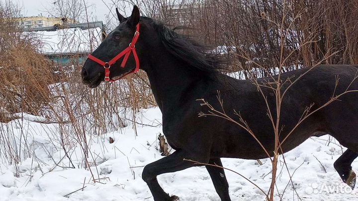 Жеребец на случку