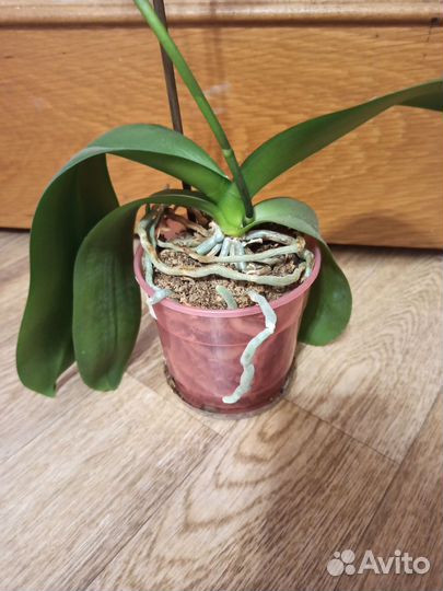 Орхидея фаленопсис