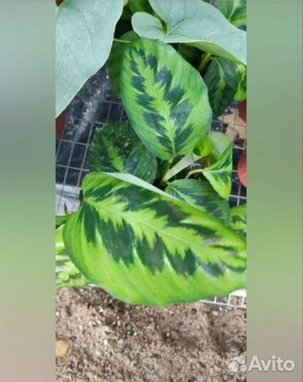 Калатея Legrelliana редкость