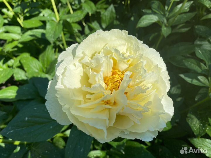 Пион Ванилла Шнапс Vanilla Schnapps