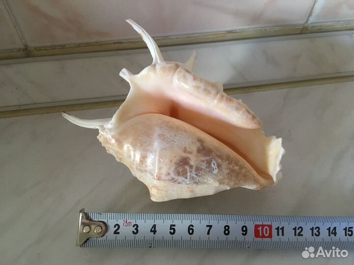 Натуральные кораллы и ракушки