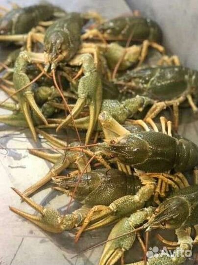 Раки в розницу