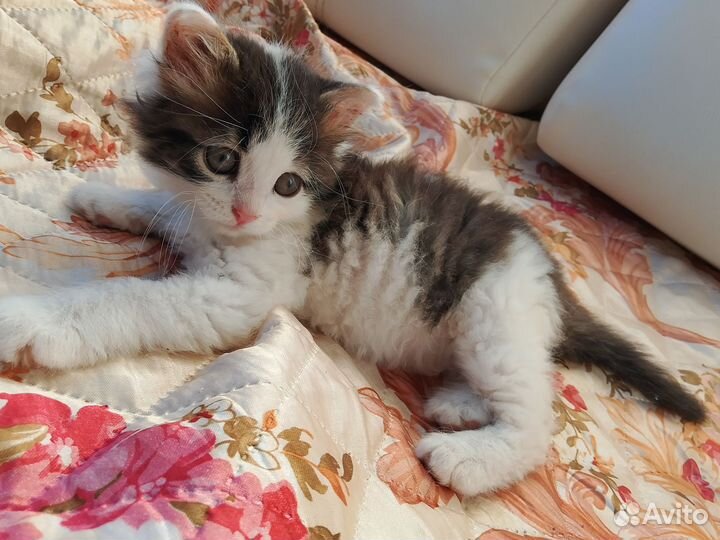 Кошечка