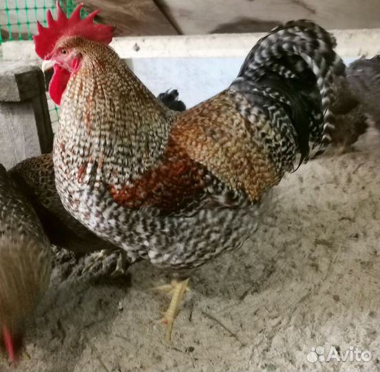 Инкубационное яйцо породистых куриц