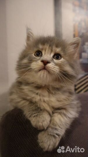 Котята мейн-кун