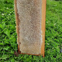 мёд и продукты пчеловодства