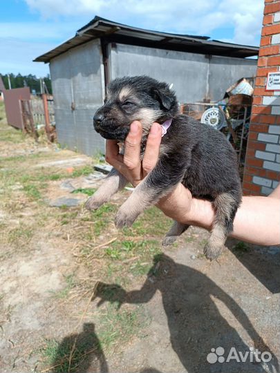 Щенки восточноевропейской овчарки