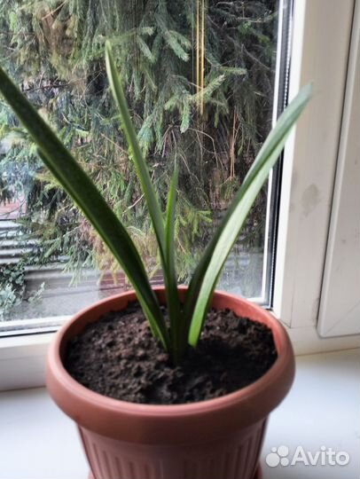 Кливия красная