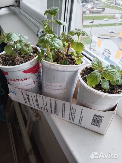 Ахименесы сортовые